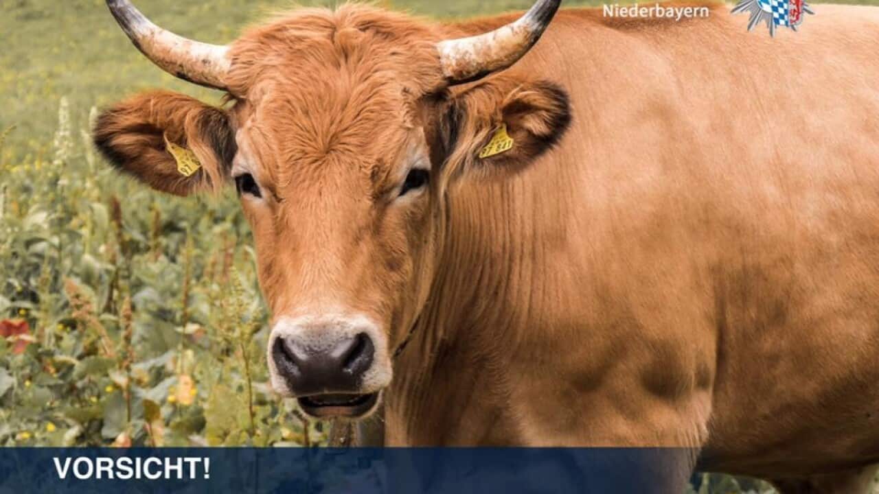 Kuh entlaufen Bayern Daniel Salg SBS German