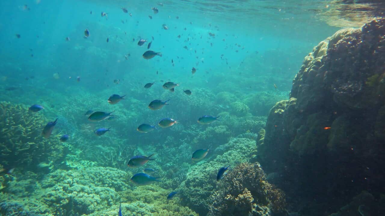 Fish swim among coral in the Great Barrier Reef.