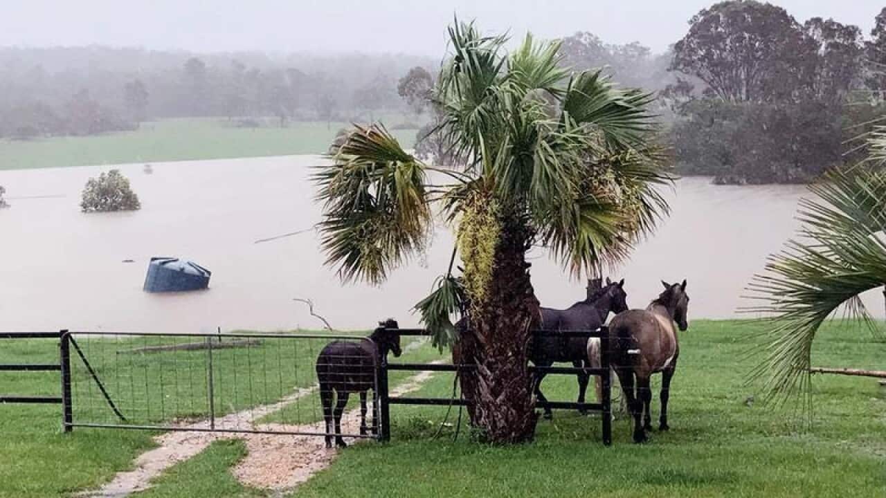 farm animals sheltering from heavy rain as water rises on a property.