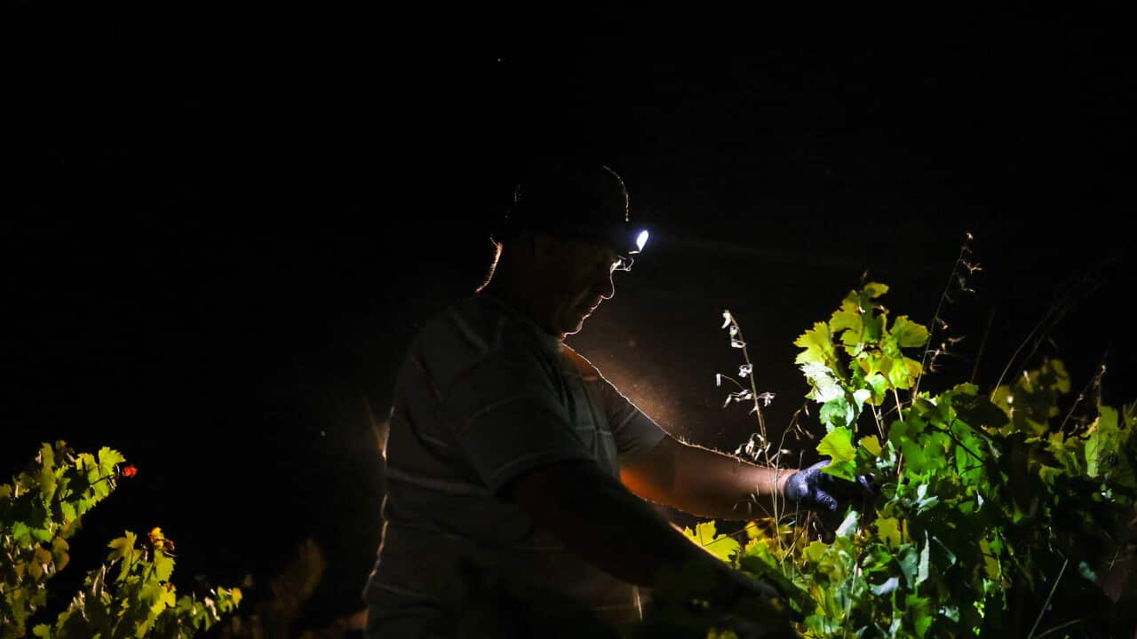 PORTUGAL-AGRICULTURE-VINICULTURE-CLIMATE-WINE