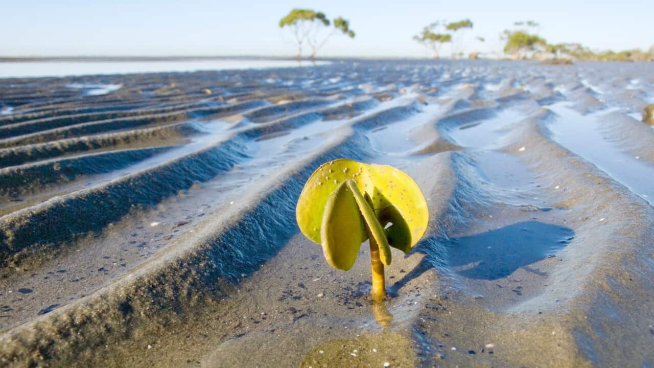 Grey mangroves at Deception Bay, Moreton Bay Marine Park, Queensland