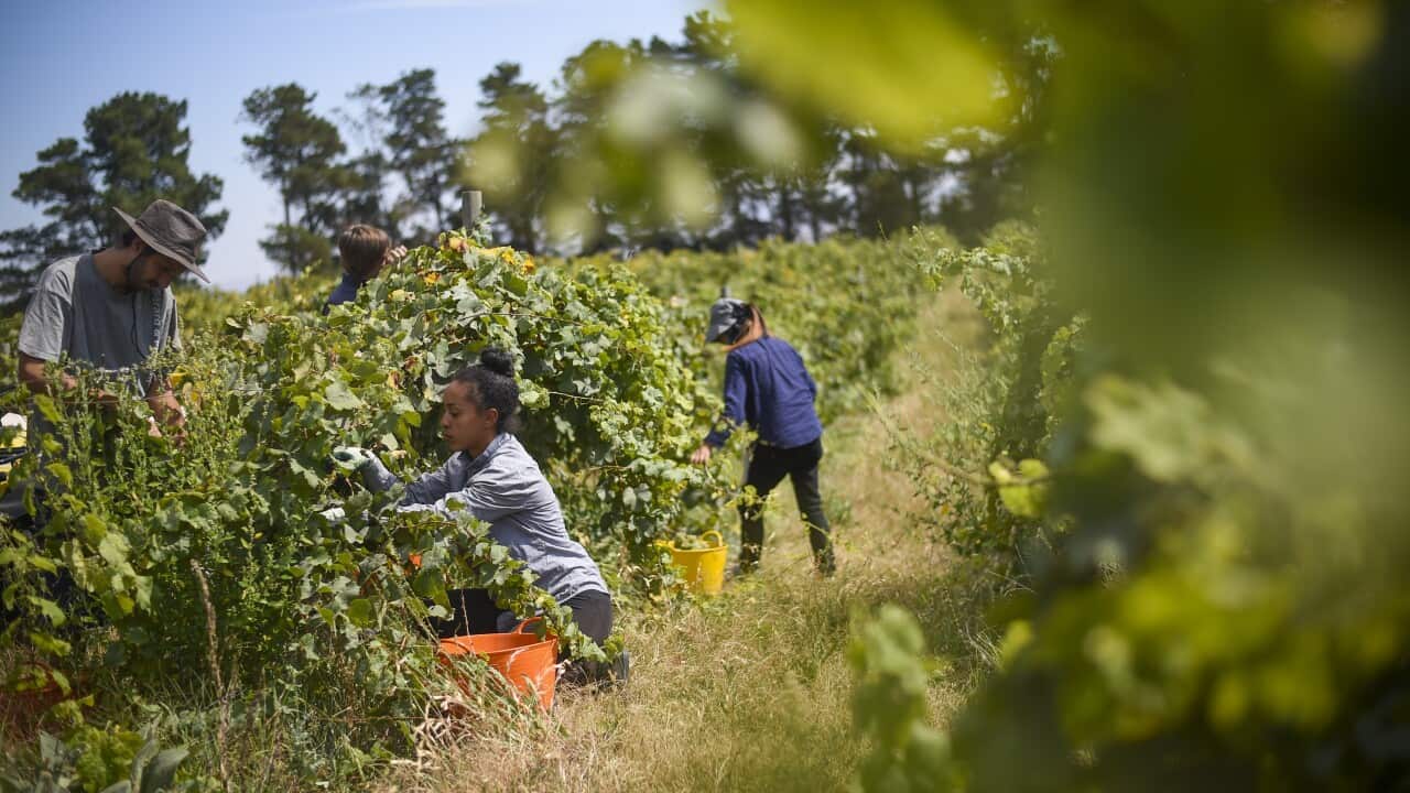 Seasonal workers pick Riesling grapes at Surveyor's Hill vineyard outside Canberra.