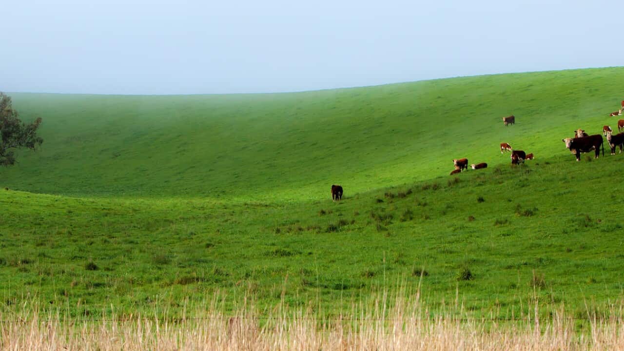 Farmland 'twice size of Victoria' owned by foreign interests