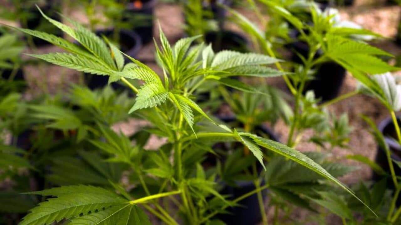 Medical cannabis growing in northern Israel