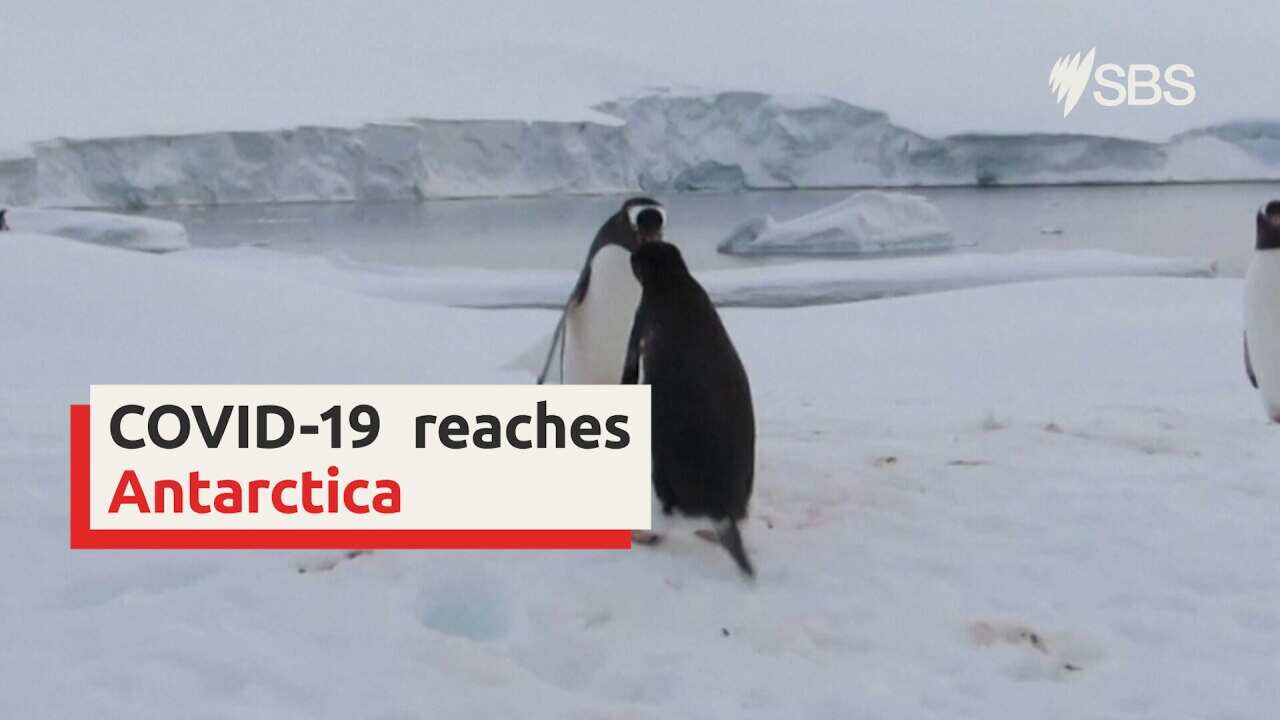 Antarctica has first COVID-19 outbreak