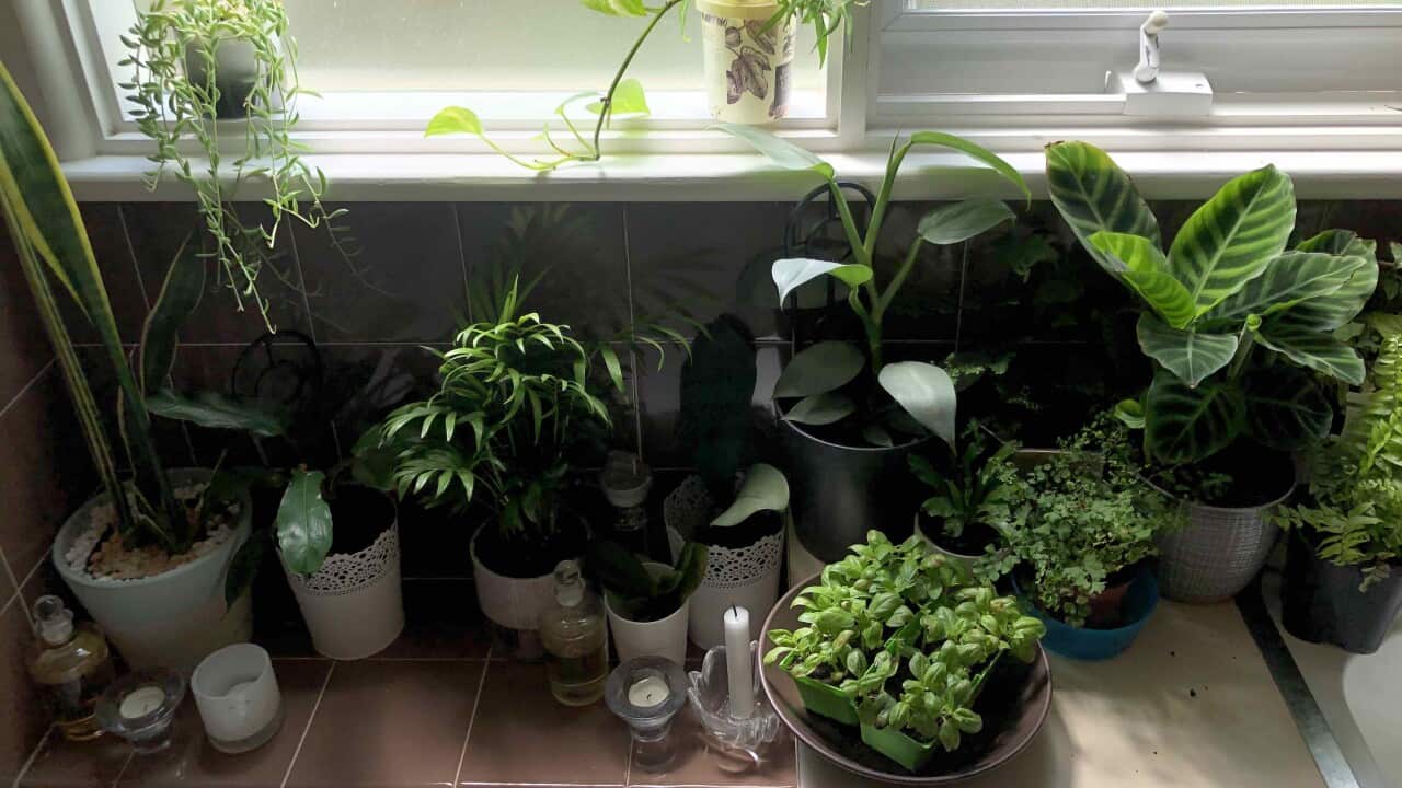 Growing plants and herbs in the bathroom