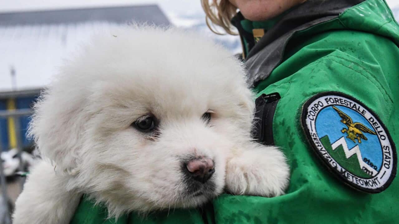 A puppy rescued from the Italian Hotel.