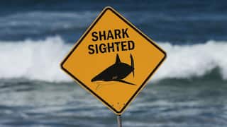 Yellow warning sign reading “SHARK SIGHTED” with a shark silhouette, mounted near the ocean as waves break in the background.