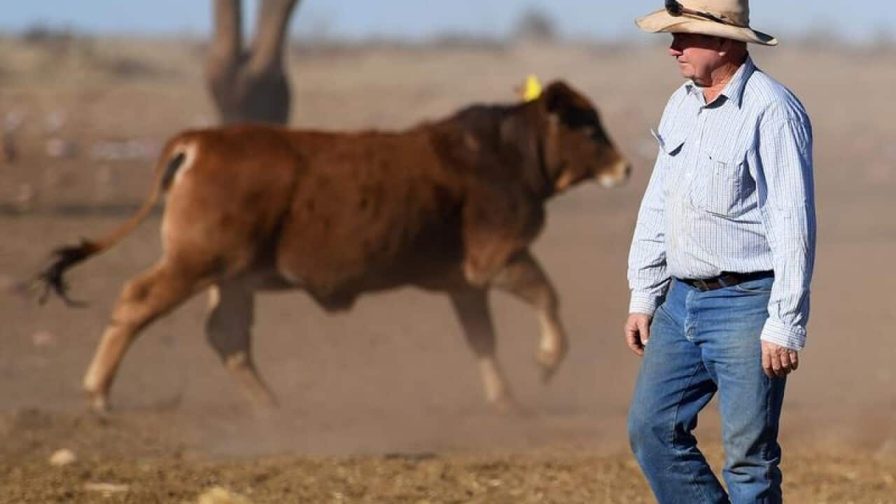 Grazier Peter "PJ" Cookson checks on cattle.