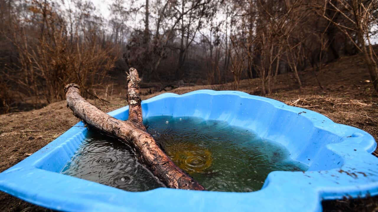 Rain falls into a container left for animals to drink from near burnt-out bushland near Cobargo.