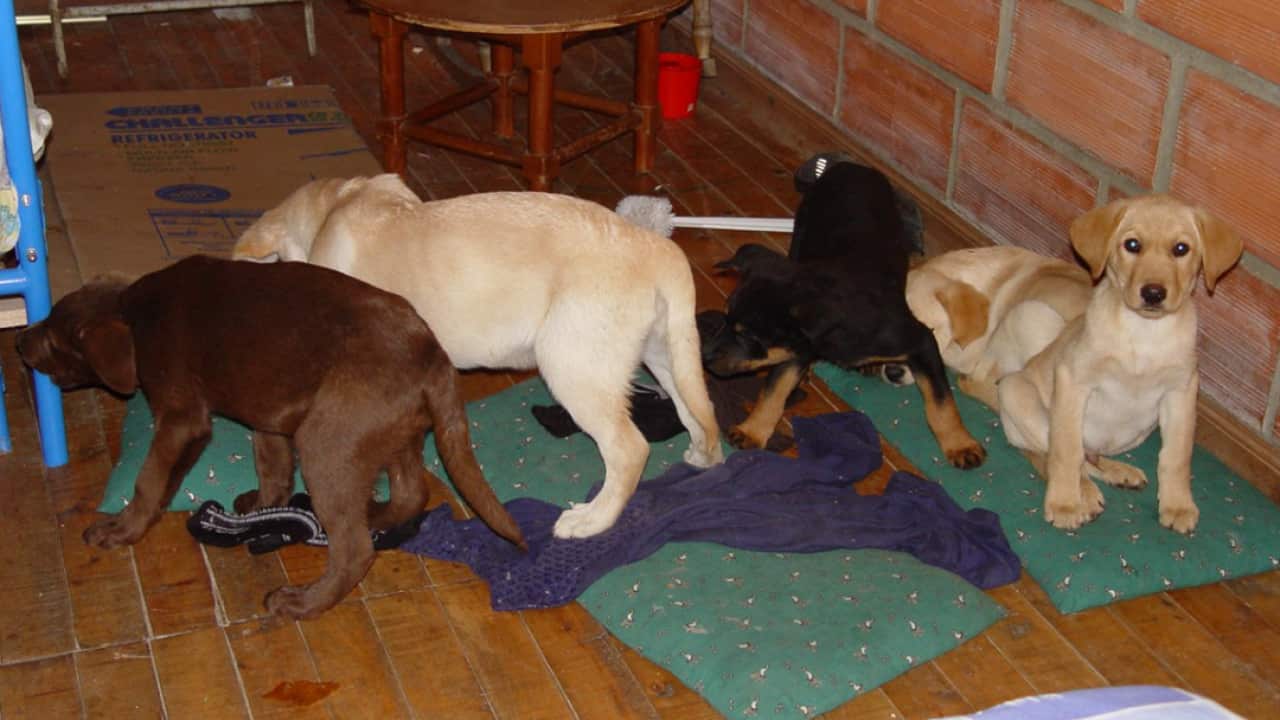 Puppies used in a drug smuggling scheme.