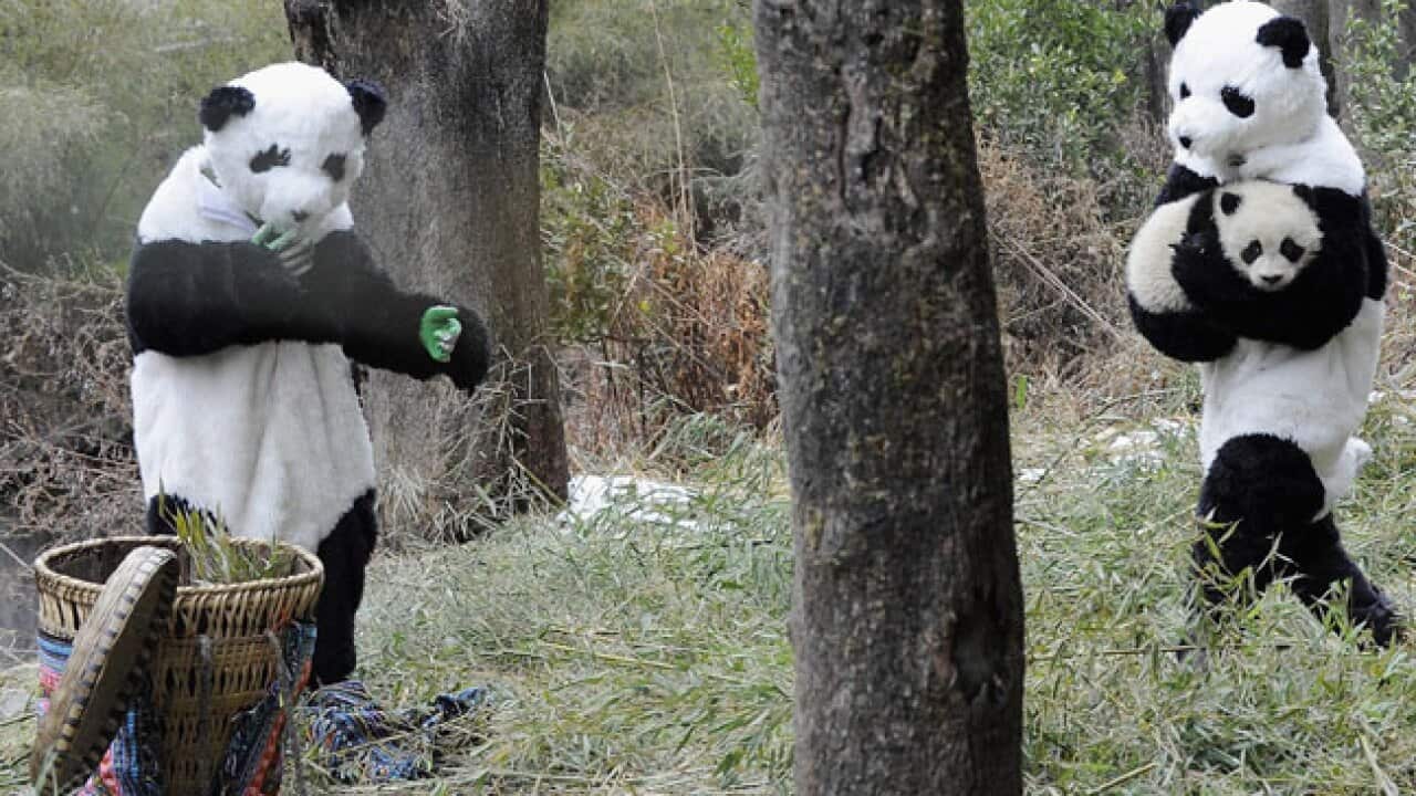 Panda-Handlers_B_Getty_805527716