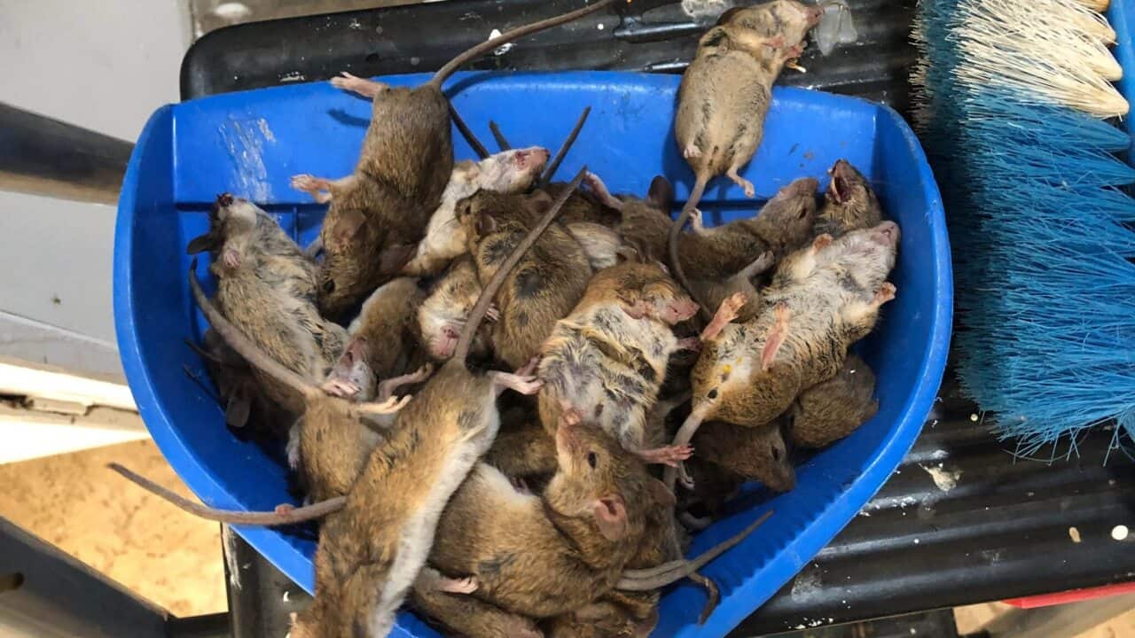 The mouse population in some parts of regional NSW has exploded in recent months