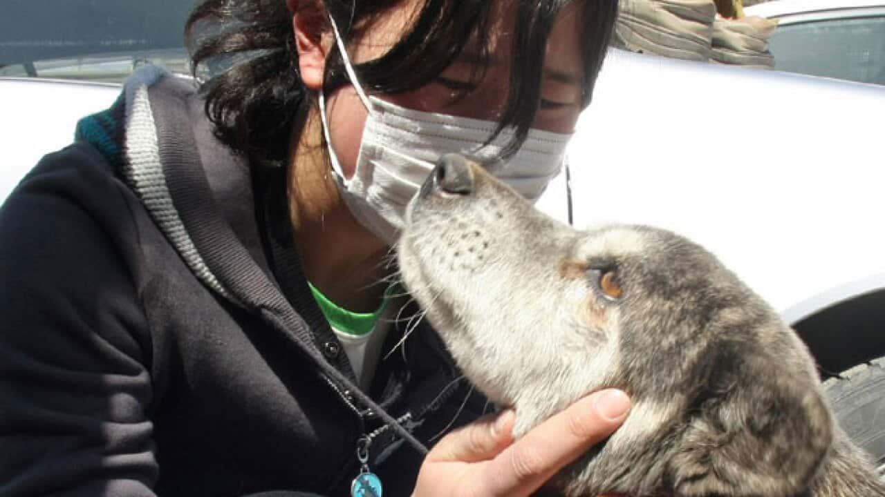 japan_dog_b_110328_getty_1702277009