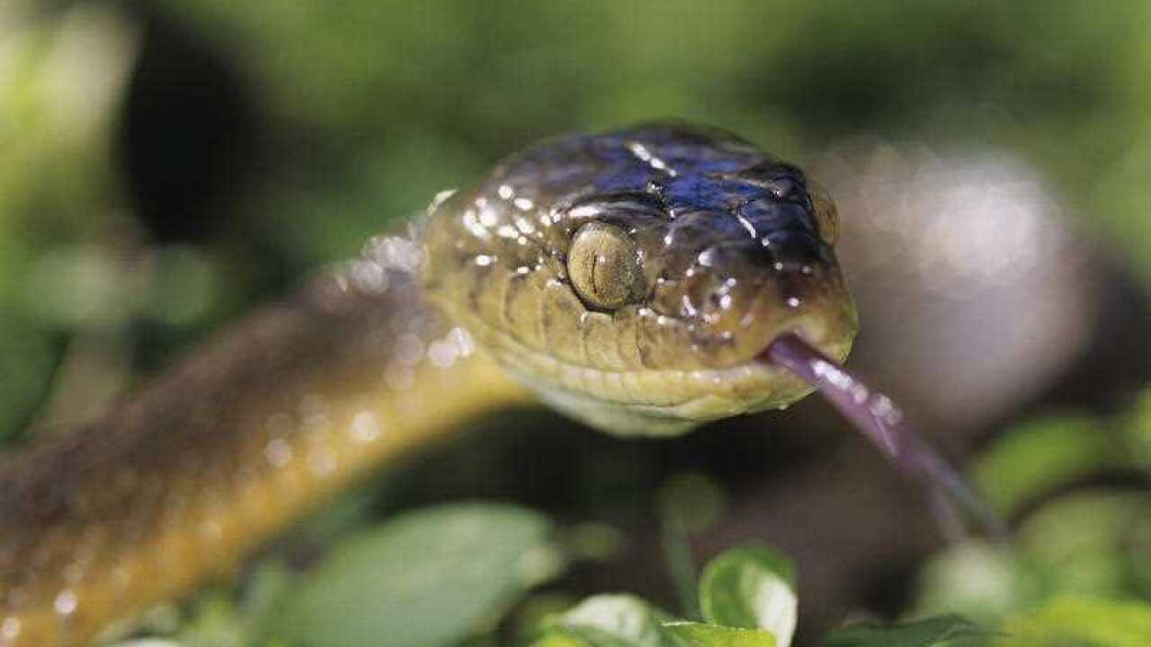 The brown snake. (AAP)