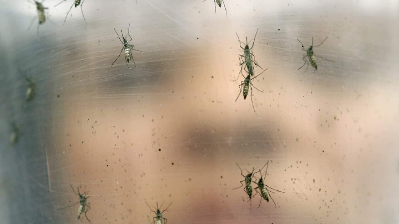 Container with female Aedes aegypti mosquitoes
