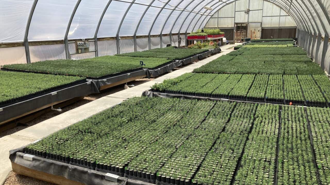 This May 18, 2022 image shows tiny ponderosa pine, Douglas fir, aspen and other conifer seedlings at a greenhouse in Santa Fe, N.M. Tens of thousands of the seedlings and an invaluable seed bank recently were evacuated from New Mexico State University's F