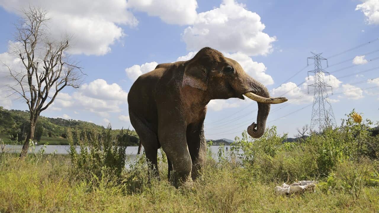 Increasing numbers of humans are settling in forest areas inhabited by elephants. 