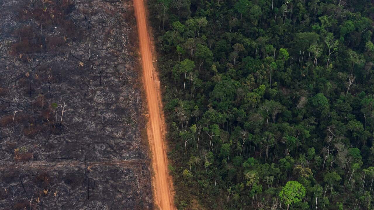 A lush forest sits next to a field of charred trees in Vila Nova Samuel, Brazil.