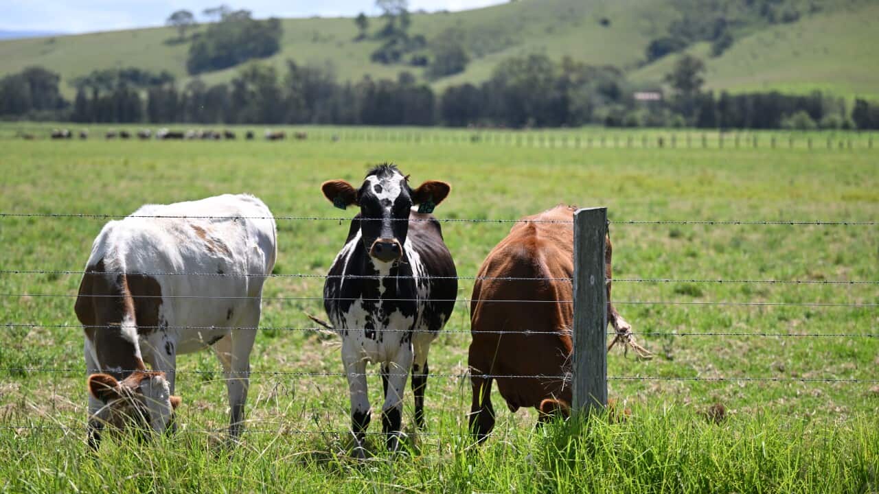 WHITE WALLABY TASMANIA