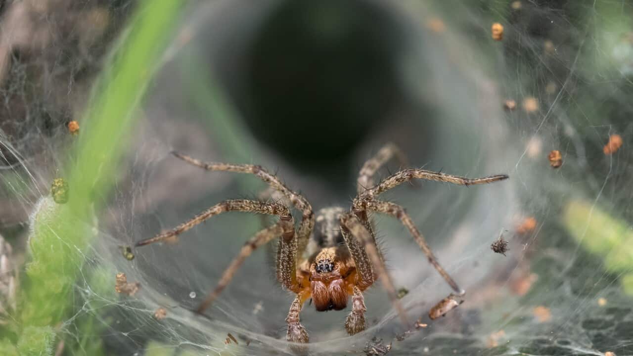 Funnel-web Spider