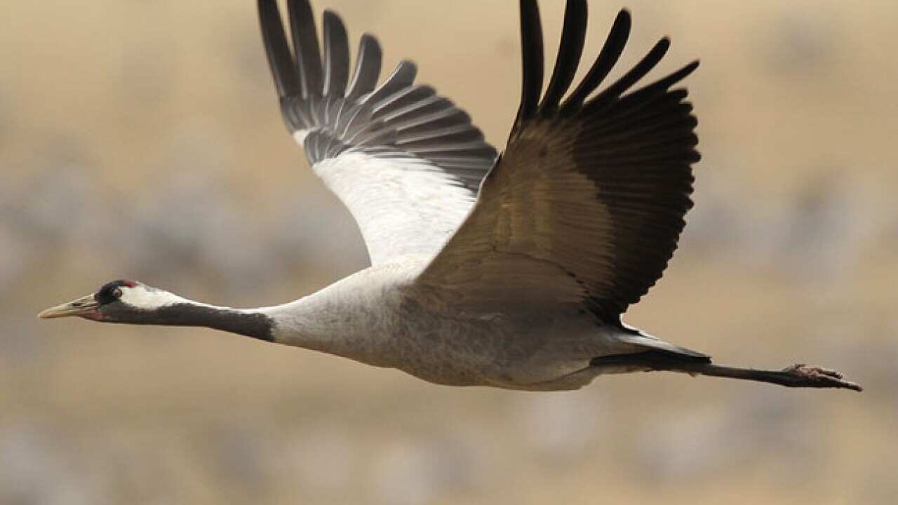 swedish_bird_110307_B_1300758801
