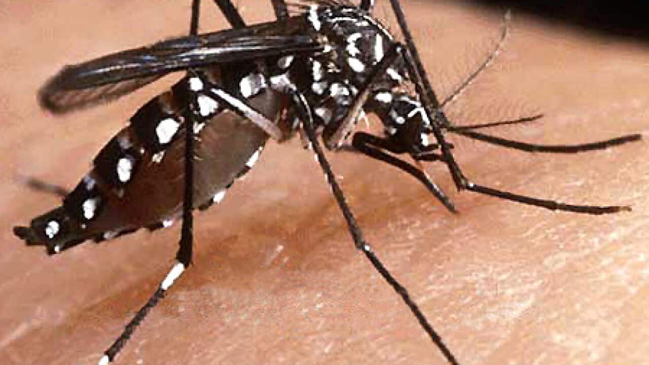 mosquito_dengue_090506_B_ap_286298433