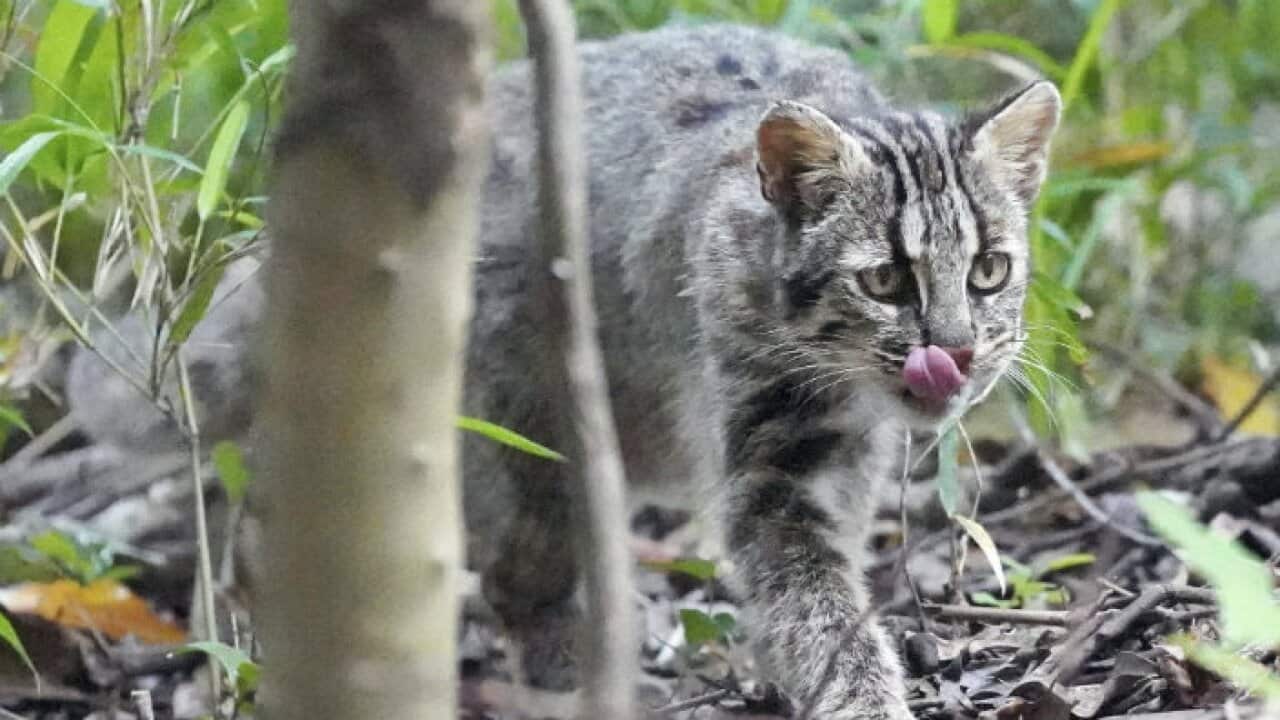 Australische Wildkatzen töten bis zu 75 Millionen Tiere pro Nacht