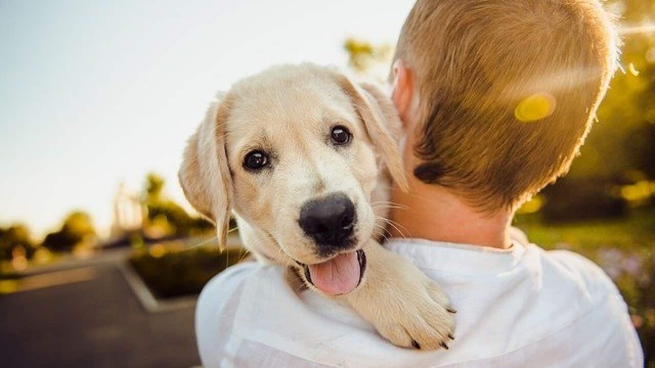 pet