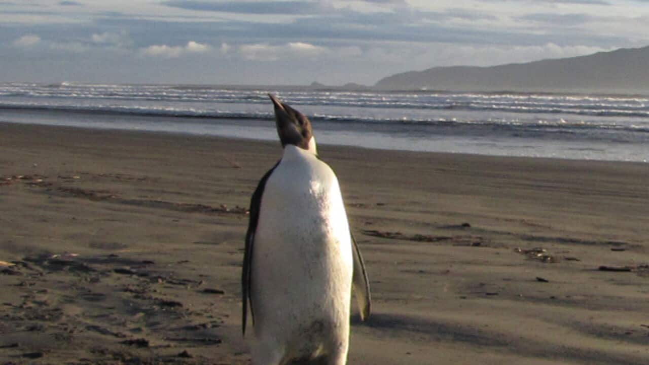 nz_emperor_penguin_110622_B_AAP_824341555