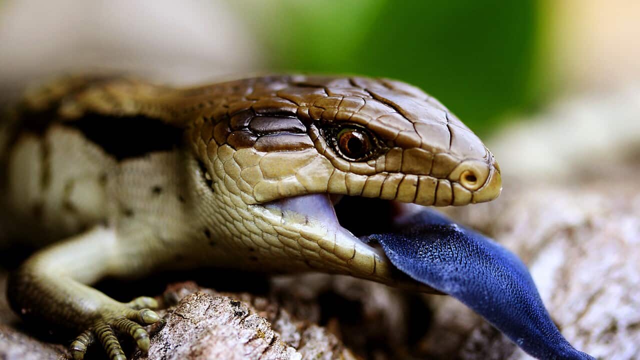 Australian Native Animals