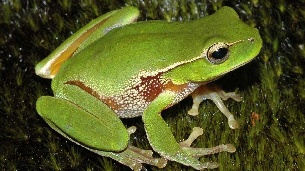 frog