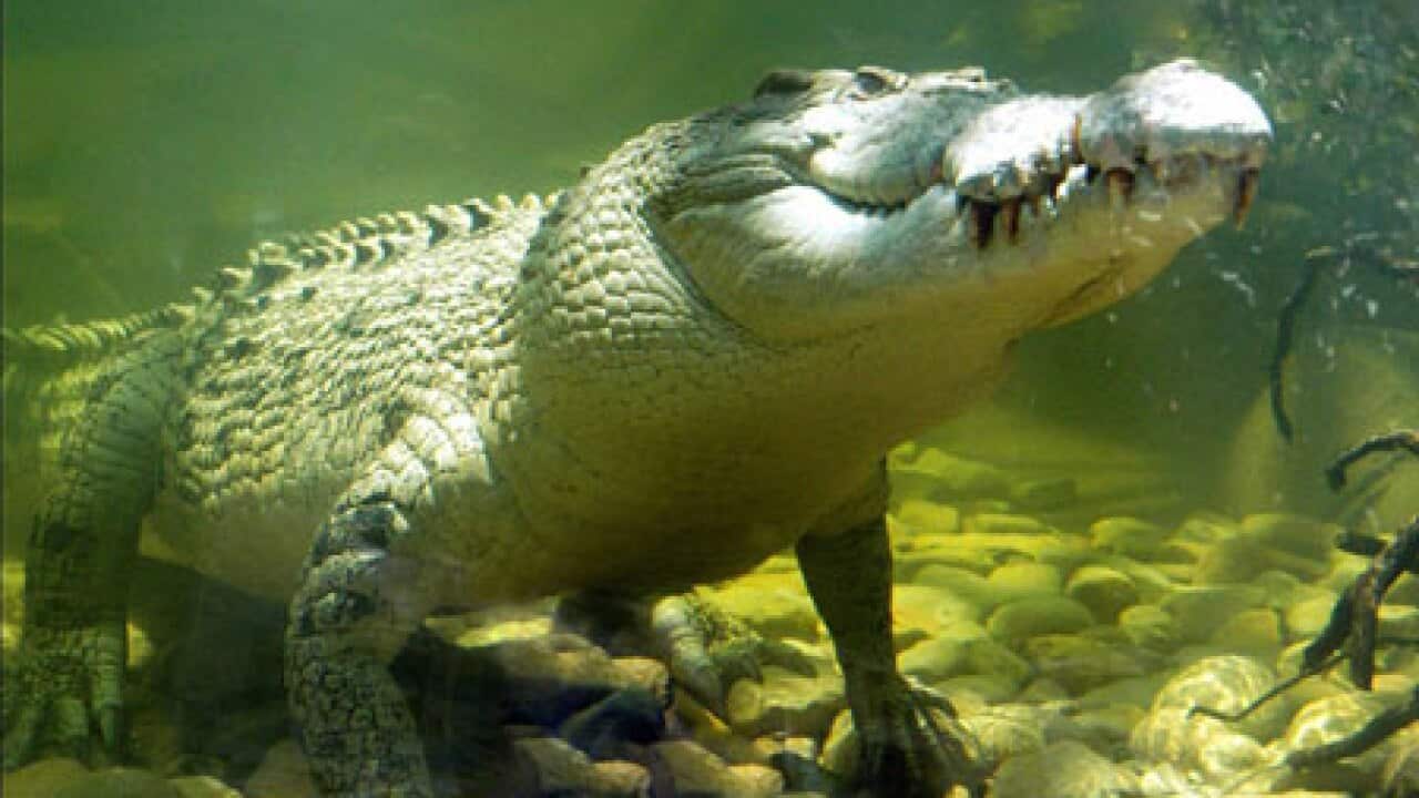 site_1_rand_1682544535_crocodile_0301_b_aap.jpg