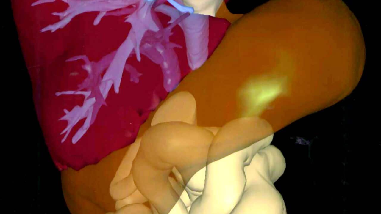 A 3D image of part of the human digestive system - Getty.jpg