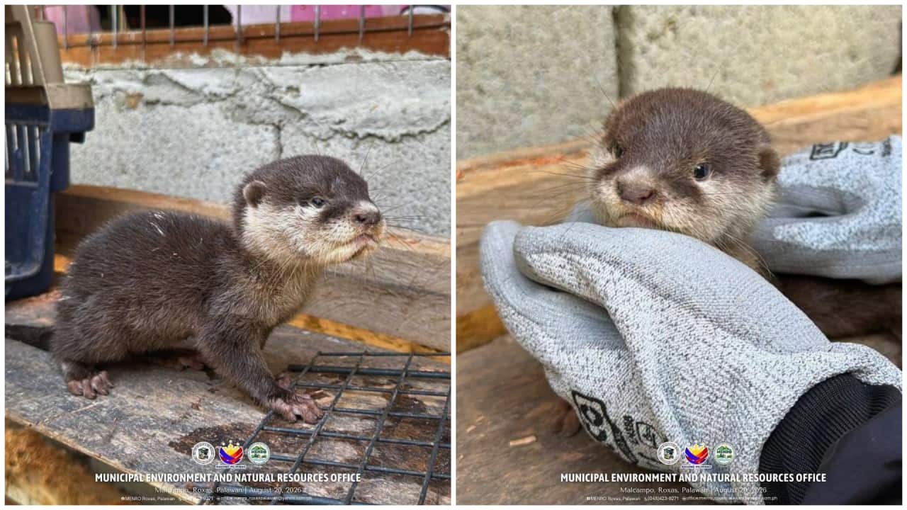 • A juvenile female Asian small-clawed otter (Aonyx cinereus), locally known as "Dungon," was successfully rescued and released back into the wild on August 20, 2026, in Barangay Malcampo, Roxas, Palawan.
