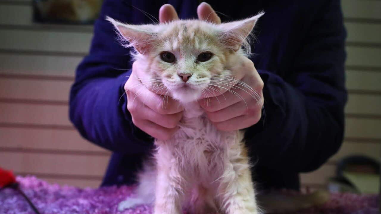 The study, based on research conducted in China in January and February, found cats and ferrets highly susceptible to the virus.