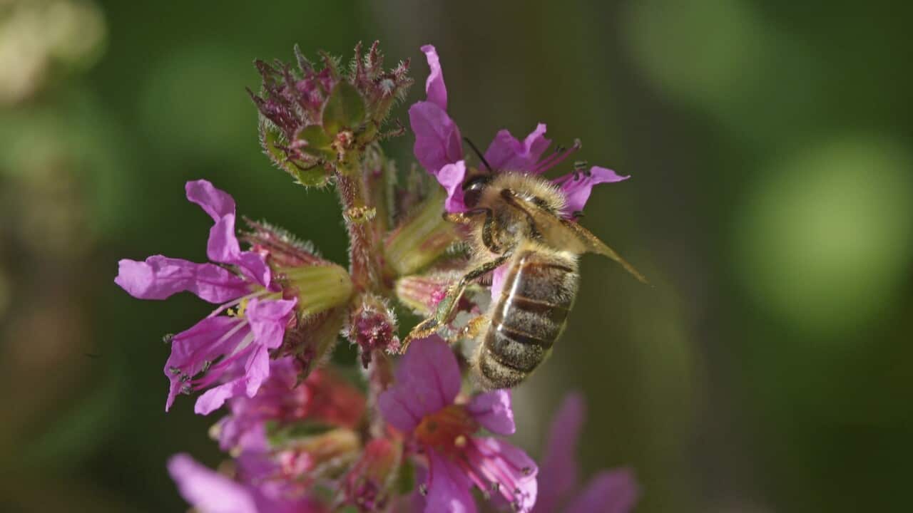 Apis mellifera, European honey bee