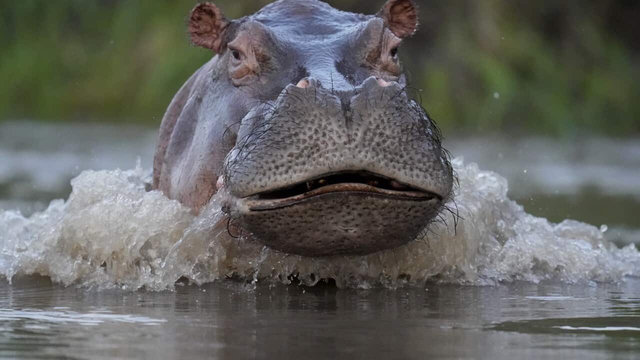 APTOPIX Colombia Hippos