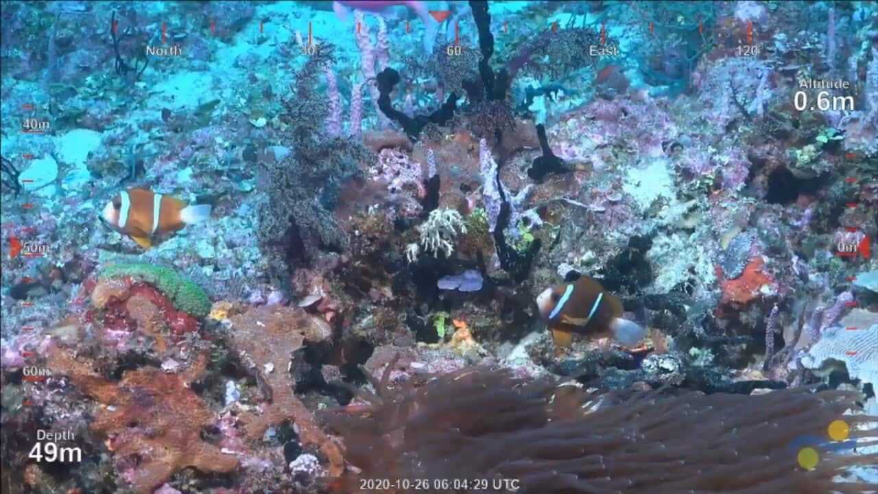 A supplied image of the new reef on live dive screen