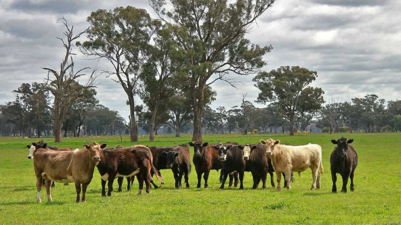 Cattle