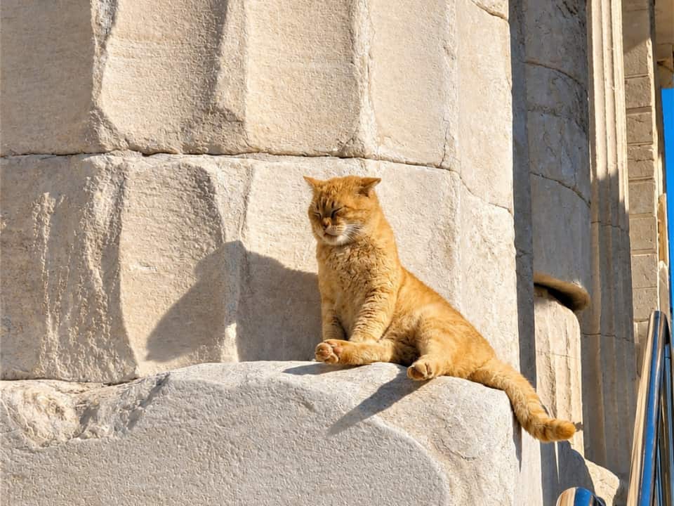 "Acropolis Cats": Mary Zournazi’s new documentary explores Greece’s stray animals, kindness, and humanity