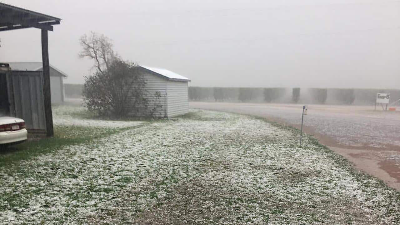 Hail damged crops in Queensland