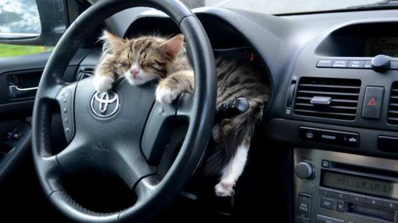 Cat at the steering wheel