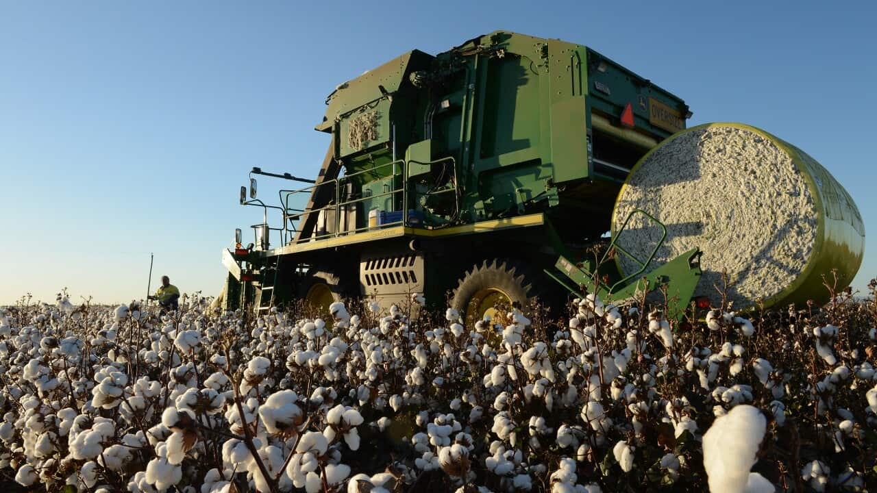 昆州棉花種植區。(資料圖片)