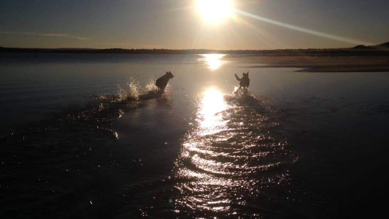 Kurnell shark attack