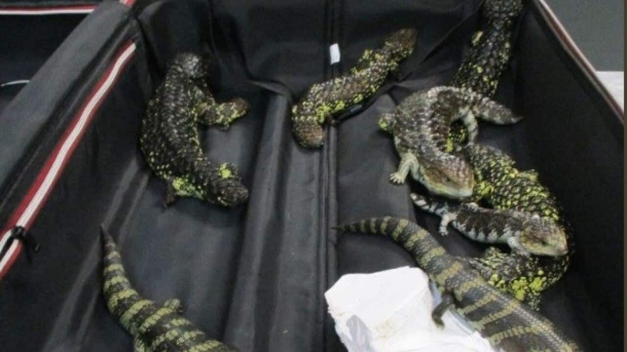 lizards smuggling australia japanese