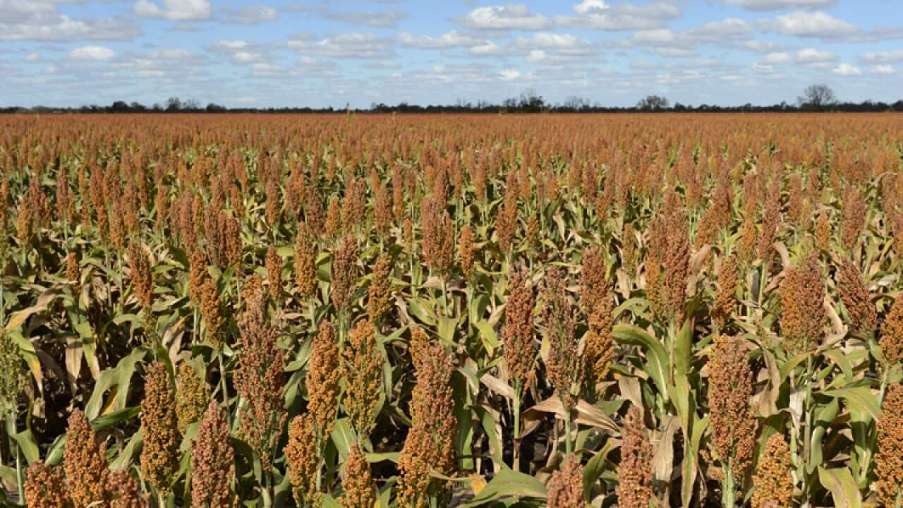A field of sorghum