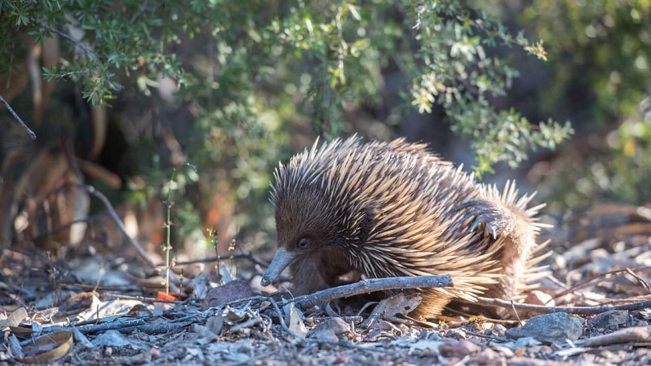 echidna