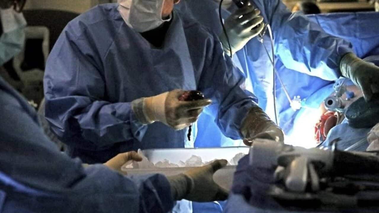 A transplant surgeon holds a kidney from the body of a live donor.