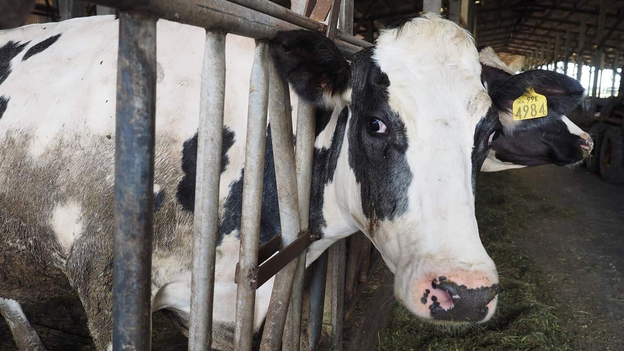 A new case of mad cow disease has been found in Scotland.